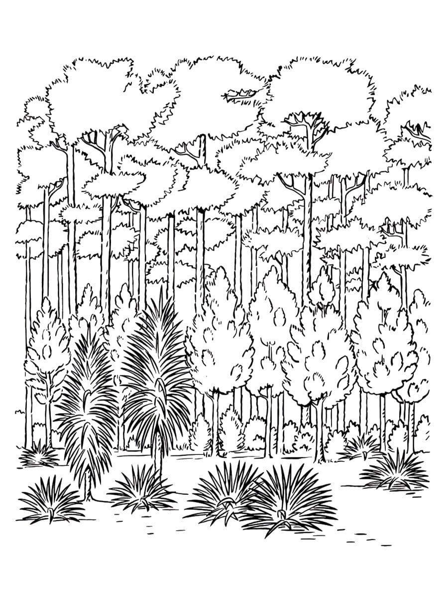dessin forêt