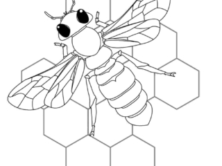coloriage-abeille-1 dessin d'abeille