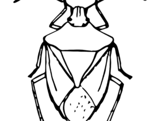 dessin insecte