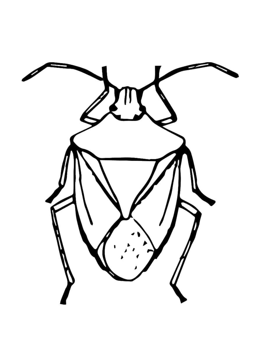 dessin insecte