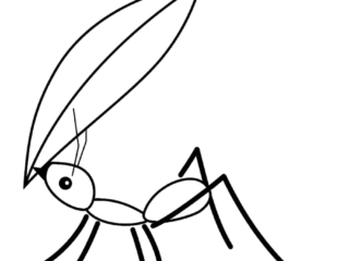 coloriage fourmi