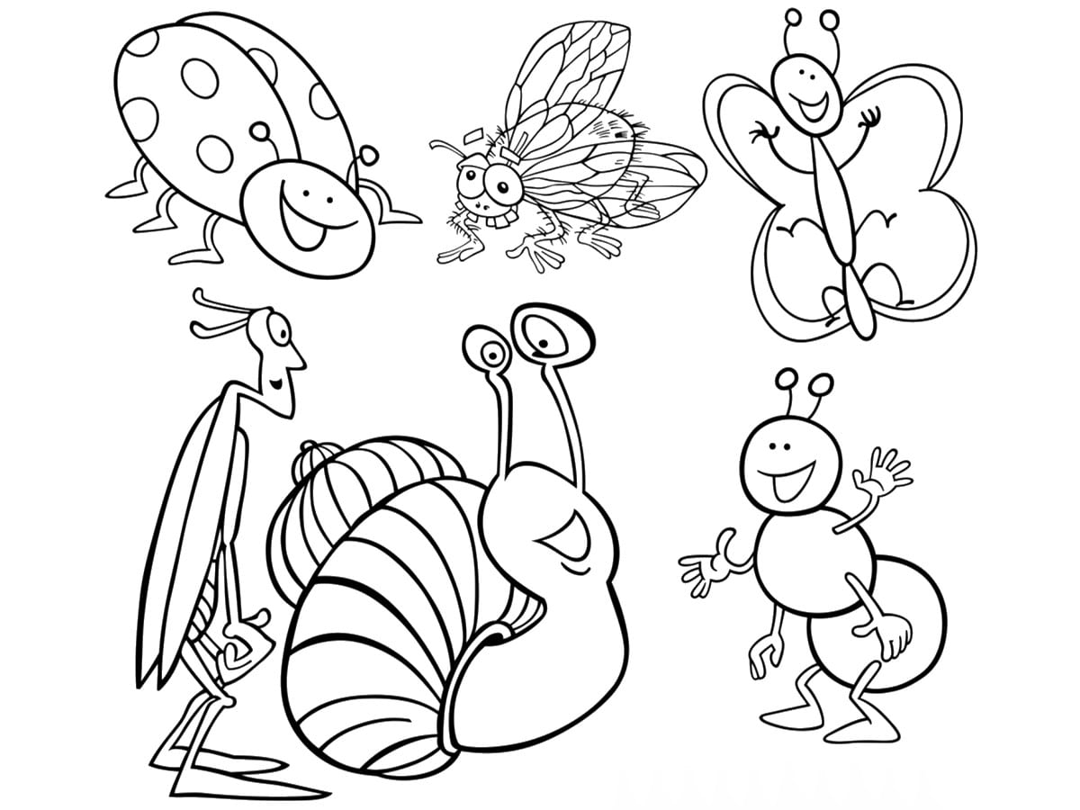 coloriage collection d'insectes