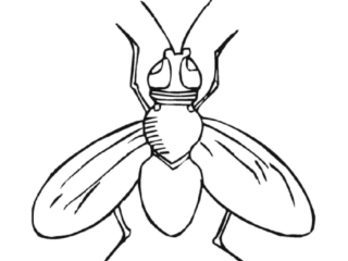 coloriage mouche