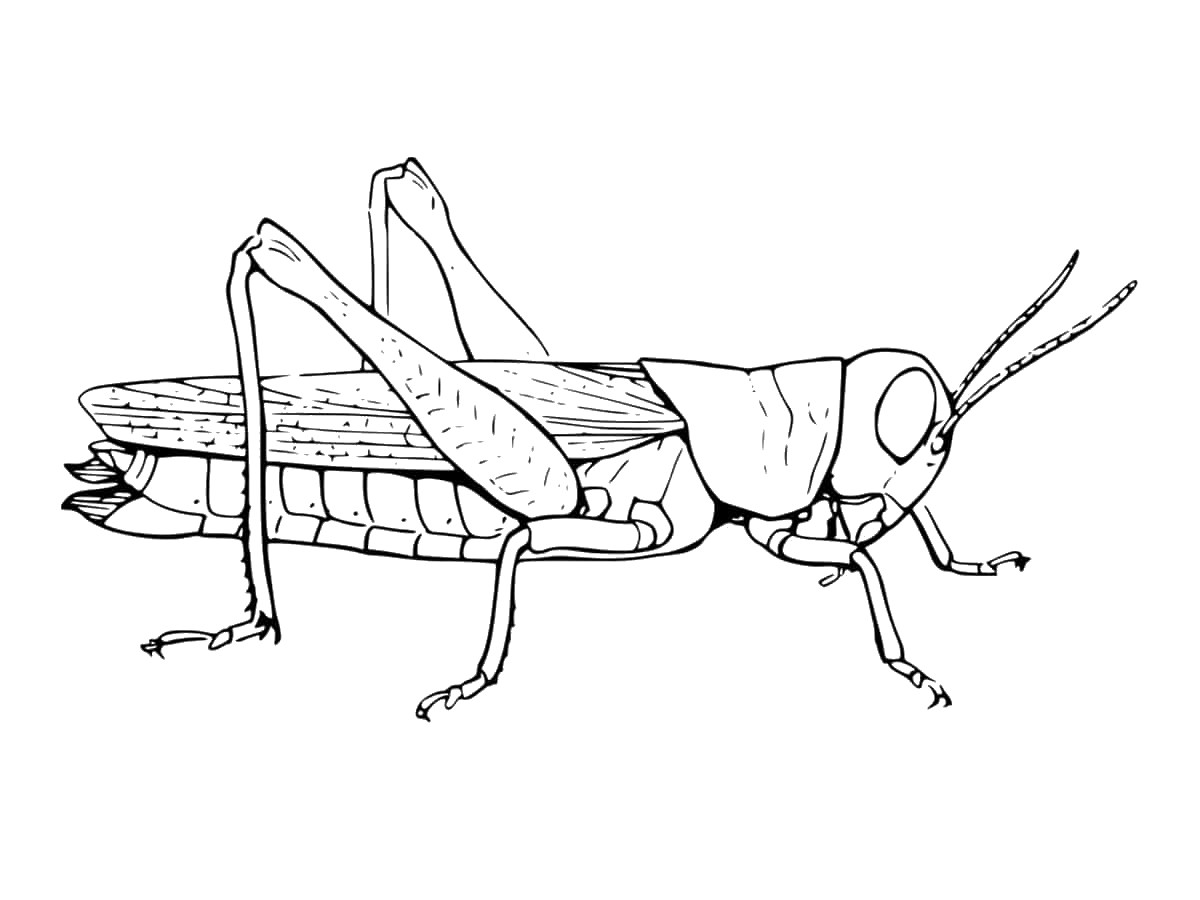coloriage cricket