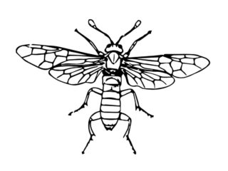 coloriage insecte