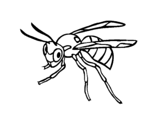 coloriage insecte