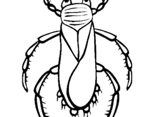 insecte à colorier