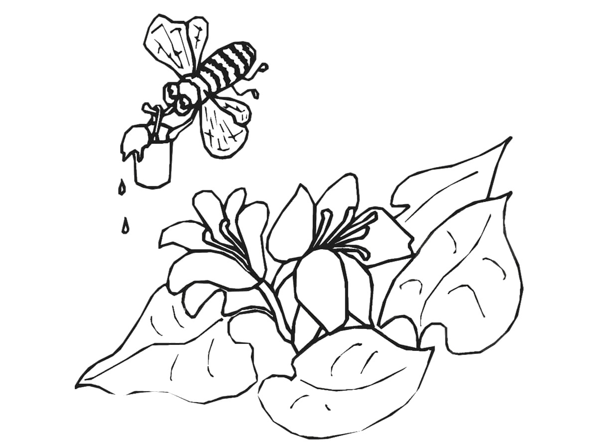 dessin abeille fleur