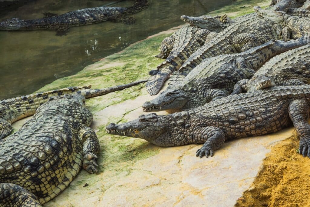 Ferme aux Crocodiles de Pierrelatte