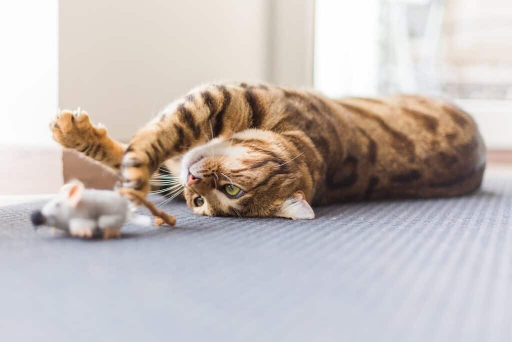 jouer avec son chat