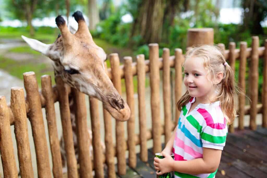 fillette au zoo devant une girafe